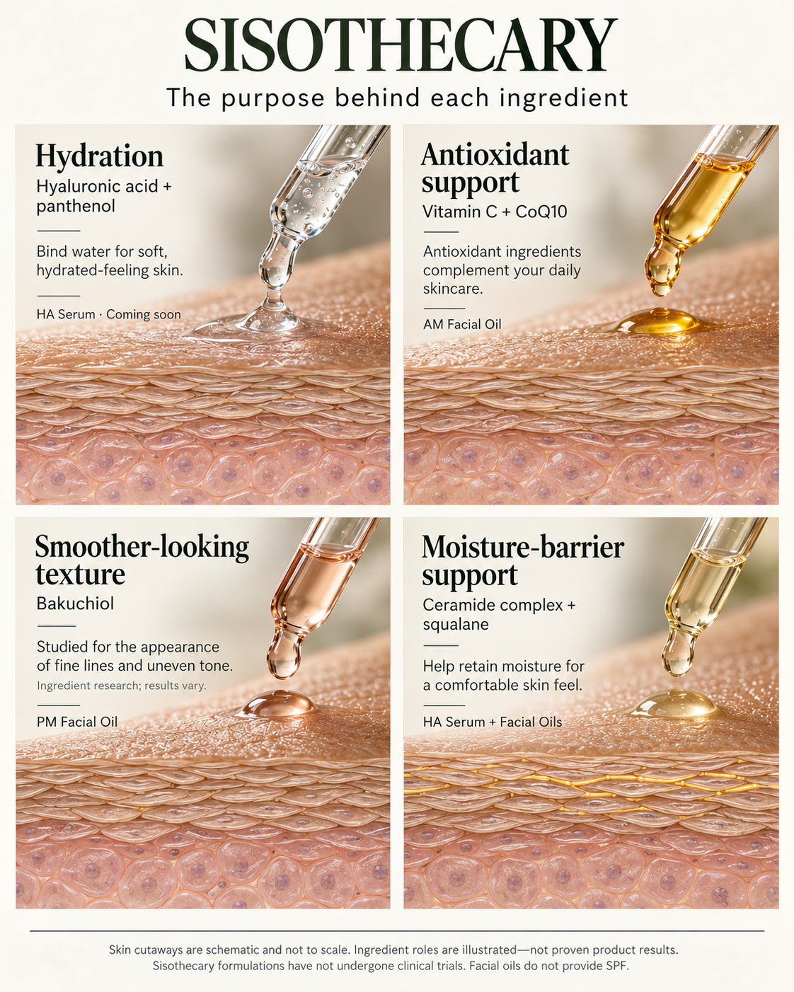 Sisothecary ingredient guide: hyaluronic acid and panthenol for hydration; vitamin C and CoQ10 for antioxidant support; bakuchiol studied for skin texture; ceramide complex and squalane for moisture retention.